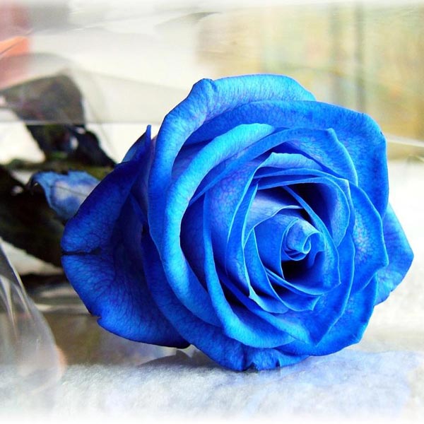 blue rose seeds
